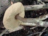 Leccinum pseudoscabrum image