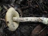 Leccinum pseudoscabrum image