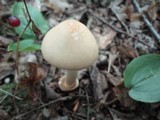 Amanita sect. Vaginatae image