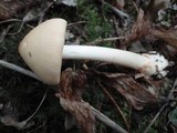 Amanita sect. Vaginatae image