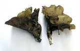 Gomphus clavatus image
