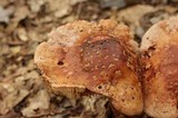 Amanita amerirubescens image