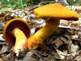 Cortinarius semisanguineus image