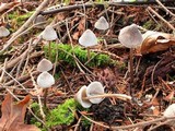 Mycena parabolica image