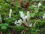Clavulina rugosa image