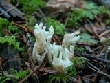 Clavulina rugosa image