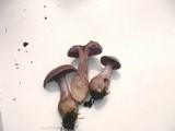 Laccaria ochropurpurea image