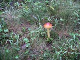 Amanita parcivolvata image