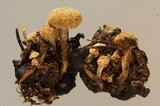 Asterophora lycoperdoides image