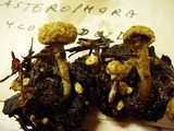 Asterophora lycoperdoides image