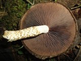 Lacrymaria echiniceps image