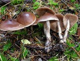 Cortinarius athabascus image