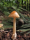 Amanita amerifulva image