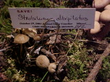 Strobilurus albipilatus image