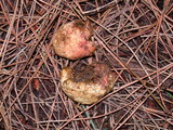 Rhizopogon ochraceorubens image