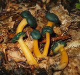 Leotia viscosa image