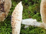 Echinoderma asperum image