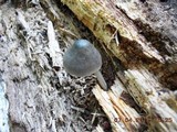 Pluteus salicinus image