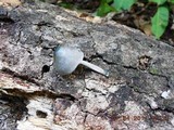 Pluteus salicinus image