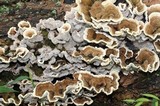 Cerrena unicolor image