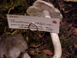 Tricholoma virgatum image