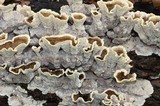 Cerrena unicolor image
