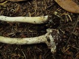 Amanita porphyria image