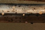 Crocicreas cyathoideum image