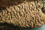 Dacryobolus sudans image