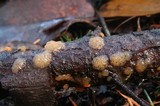 Dacrymyces capitatus image