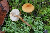 Cystoderma amianthinum image