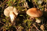 Inocybe phaeoleuca image