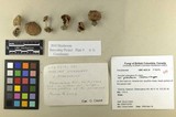 Inocybe phaeoleuca image