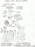 Inocybe phaeoleuca image