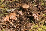 Inocybe pusio image