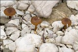 Inocybe dulcamara image