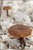 Inocybe dulcamara image