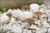 Inocybe dulcamara image