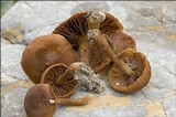 Inocybe dulcamara image