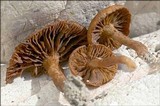 Inocybe dulcamara image