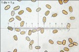 Inocybe dulcamara image