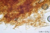 Inocybe dulcamara image