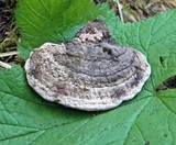 Fomitopsis cajanderi image