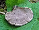 Fomitopsis cajanderi image