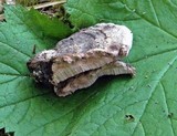 Fomitopsis cajanderi image
