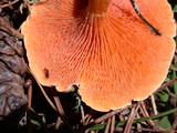 Hygrophoropsis aurantiaca image