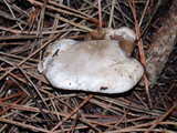 Clitopilus prunulus image