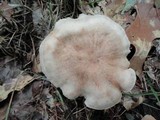 Entoloma sinuatum image