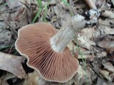 Entoloma sinuatum image
