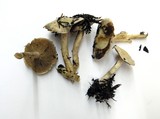 Hebeloma crustuliniforme image
